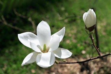 10 KOBUS MAGNOLIA TREE aka Japanese Magnolia or Kobushi - White Pink 4